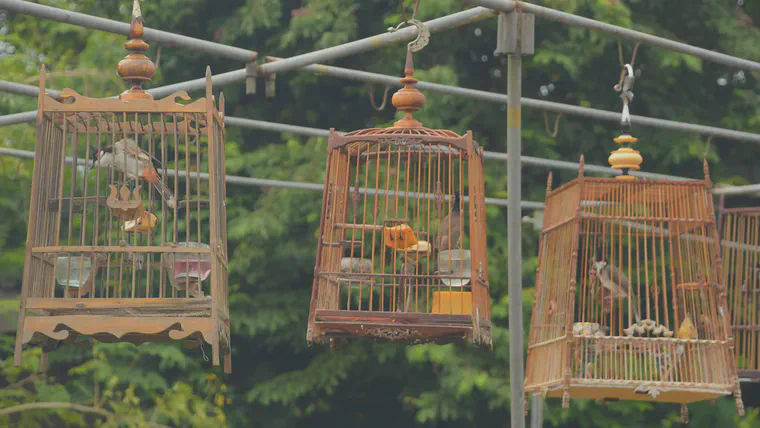 The birds had banana and papaya in their cages during today's contest