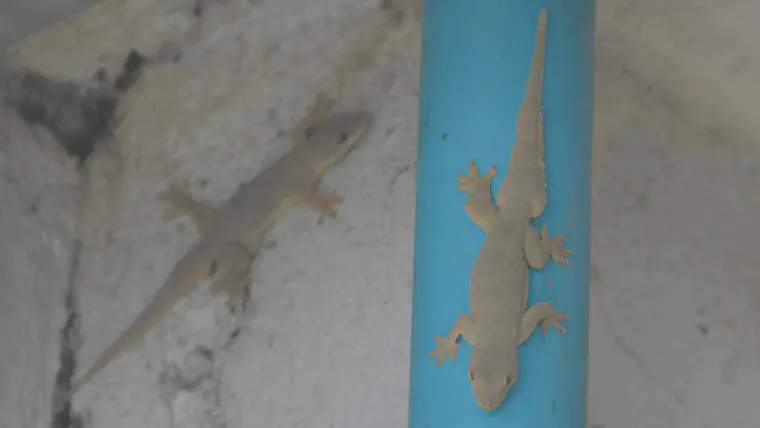 House geckos today in a crepuscular corner of the kitchen.