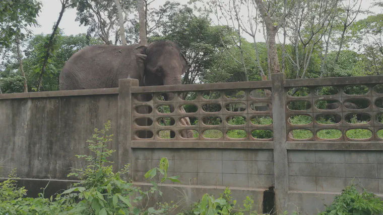 Four elephants stay in a large paddock at the outskirts of town.